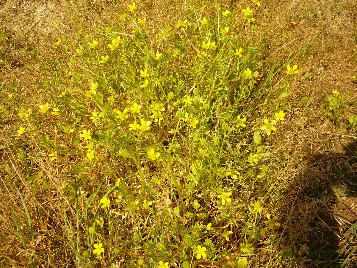 Ranunculus sardous (Ranunculaceae)
